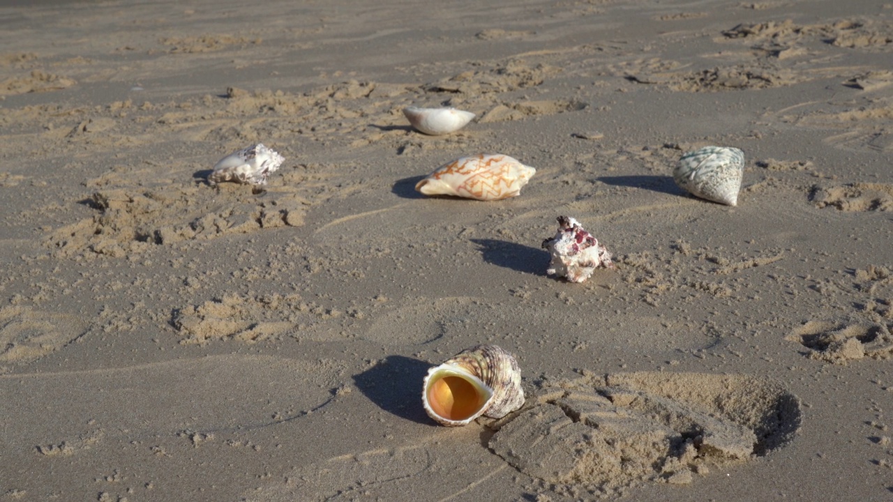 海滩上的贝壳伴着海浪视频下载