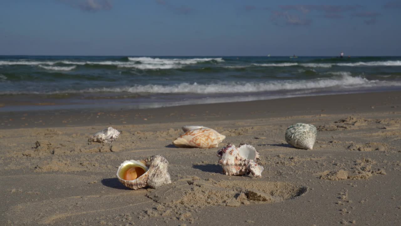 海滩上的贝壳伴着海浪视频下载