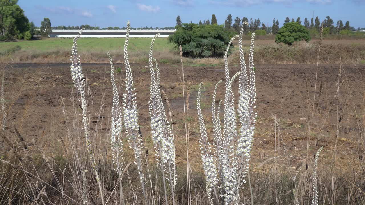 以色列自然界中的野松鼠视频下载