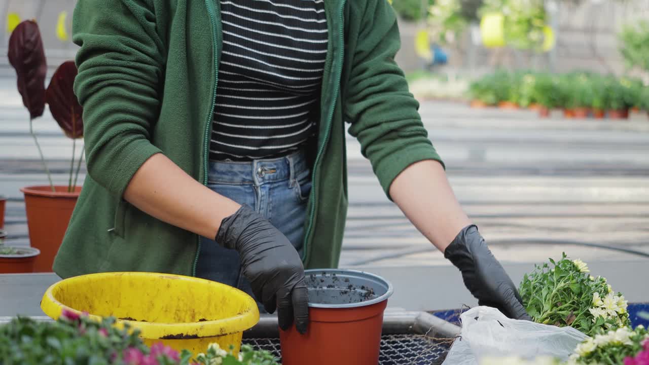 女园丁在温室里移栽菊花，女园丁在花盆里照料植物，园艺观念视频下载