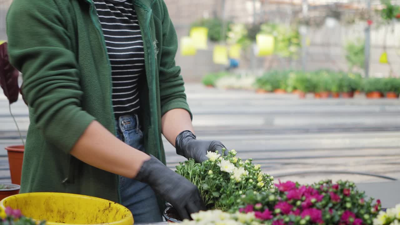 女园丁在温室里移栽菊花，女园丁在花盆里照料植物，园艺观念视频素材