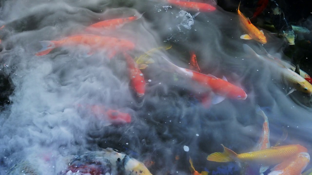 水里的一群鲤鱼视频素材