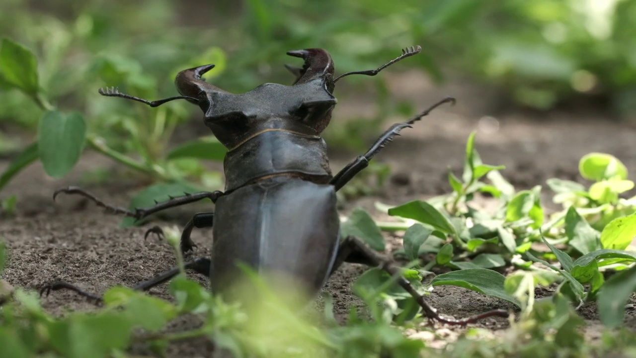 鹿角甲虫(Lucanus cervus)在森林的绿叶和草丛中的微距拍摄。濒临灭绝的巨型鹿角甲虫视频素材