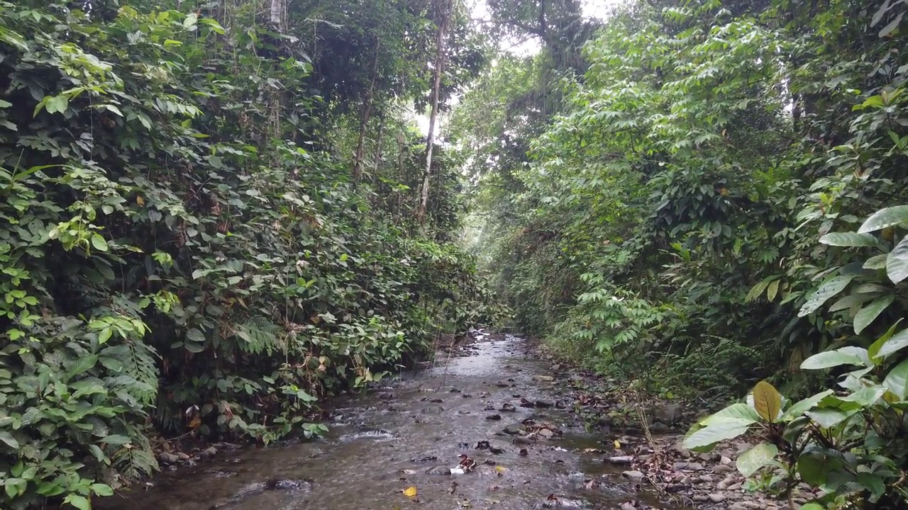 倾斜拍摄雨林中一条非常小的河流，

拍摄于印尼苏门答腊岛视频素材