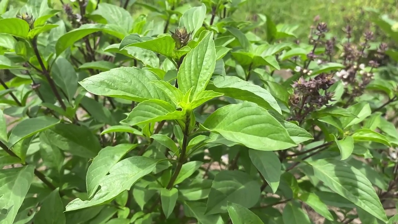 自然花园中的罗勒植物视频素材