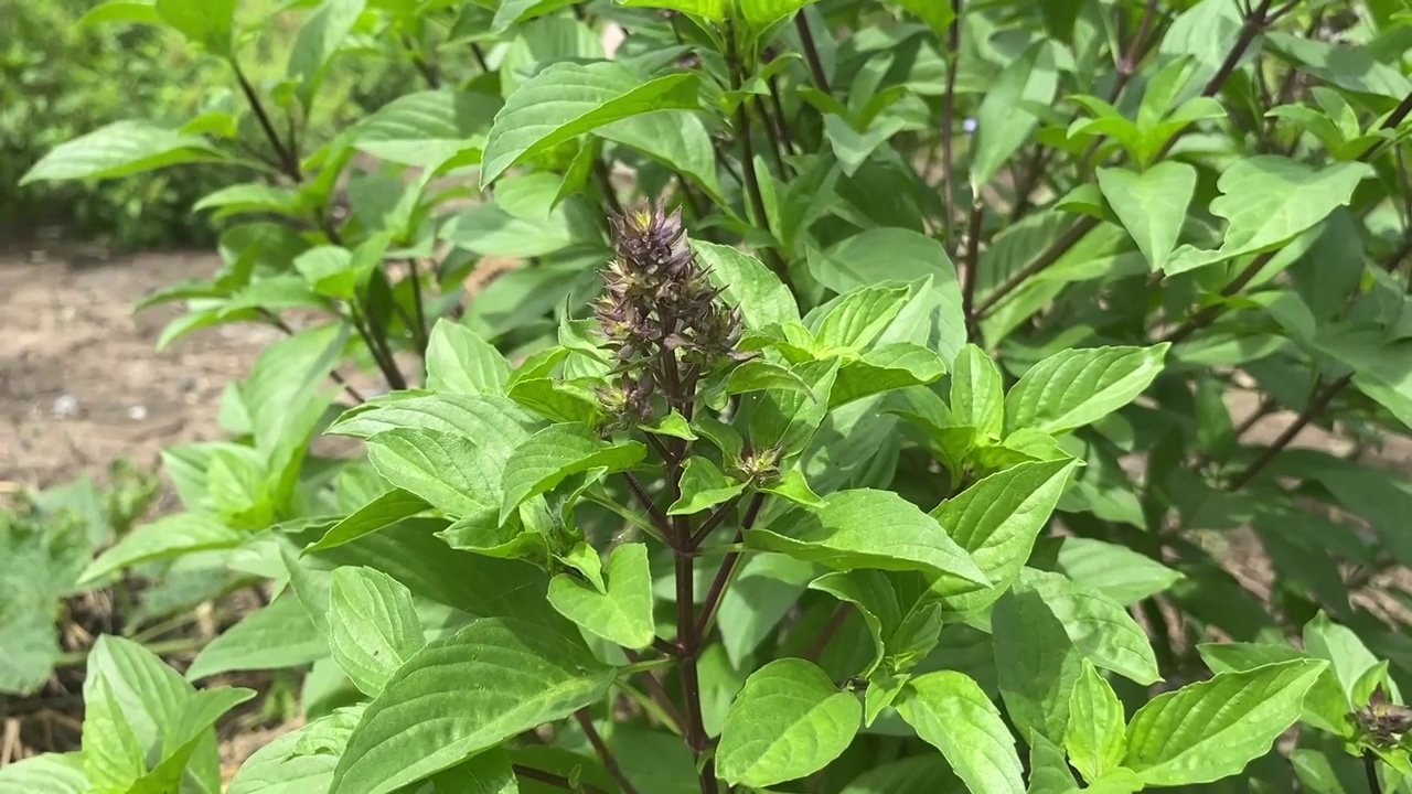 自然花园里的罗勒花视频素材