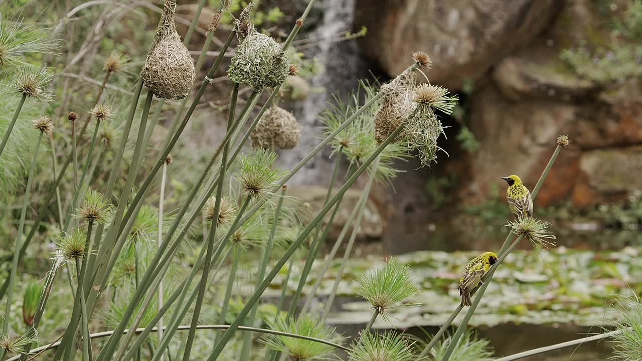 一个长满芦苇的湿地池塘，一个瀑布，还有两只栖息在芦苇上的编织鸟。视频素材