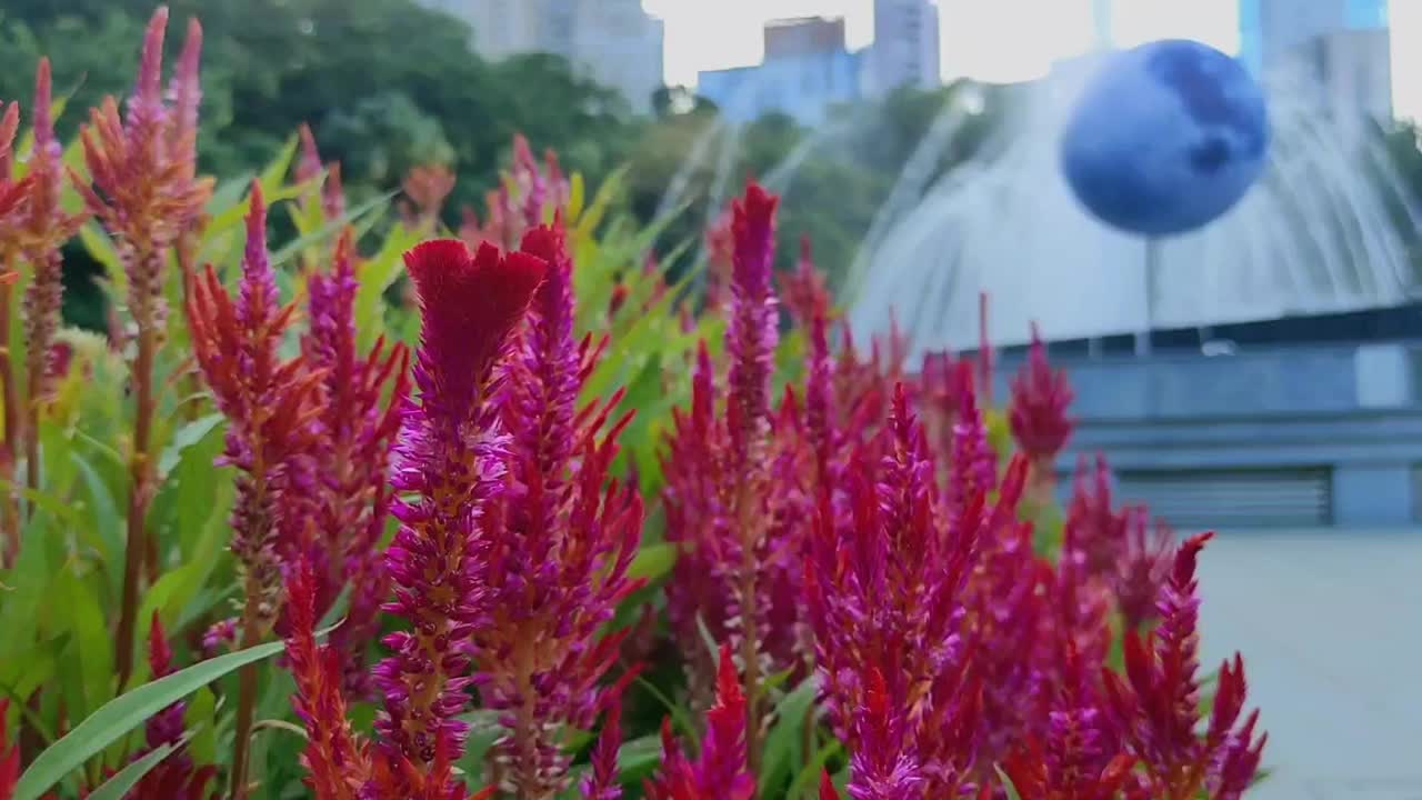 茜草，羊毛花，鸡冠视频素材