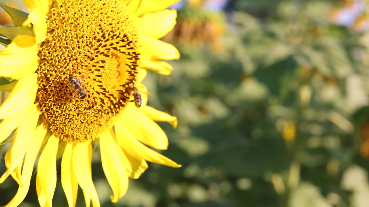 向日葵花的特写，上面有蜜蜂视频下载