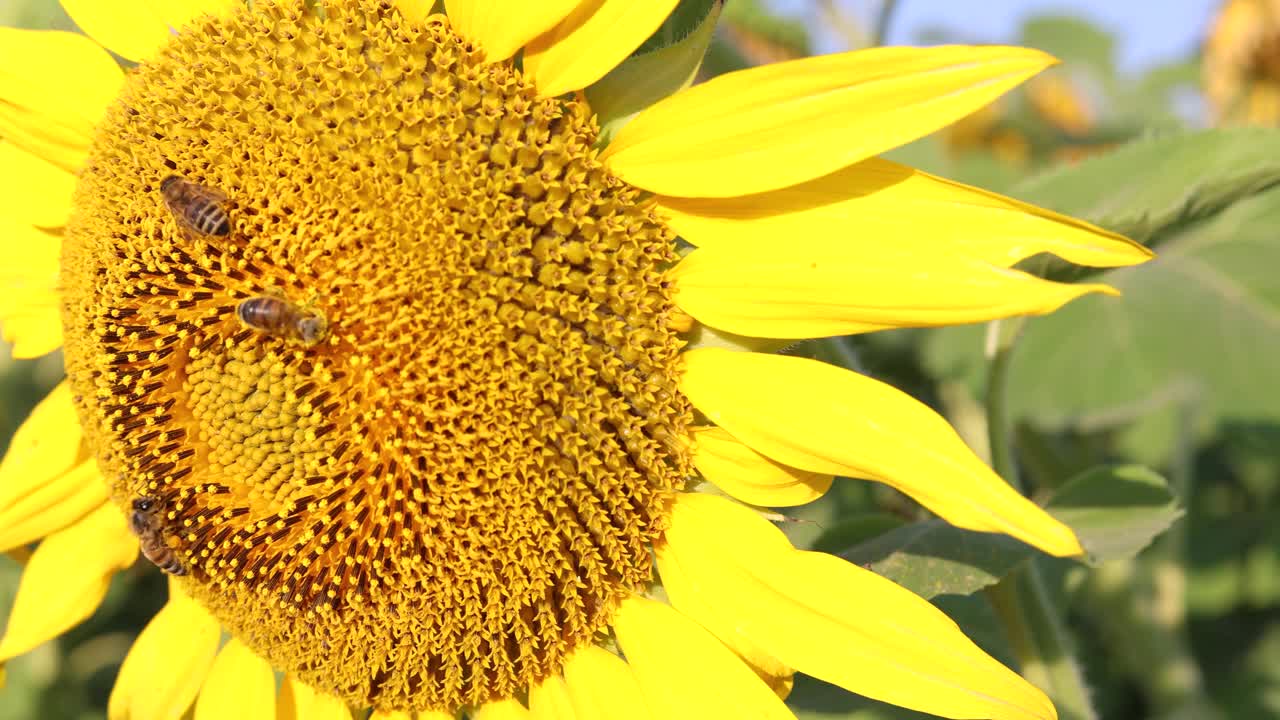 向日葵花的特写，上面有蜜蜂视频下载