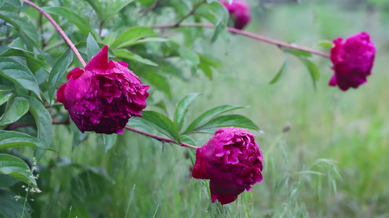牡丹花带着雨点落在花瓣上，静下着雨点落在花园里视频下载