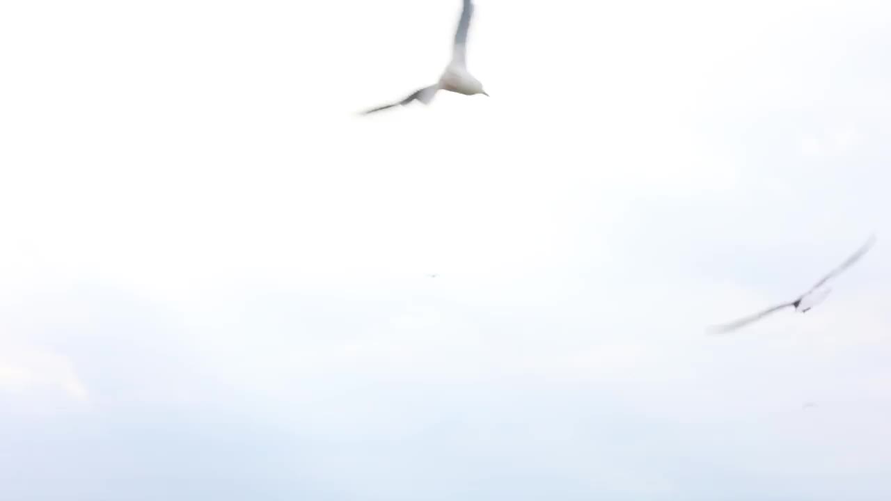 在阴云密布的冬日里，成群的海鸥沿着河岸飞翔视频下载