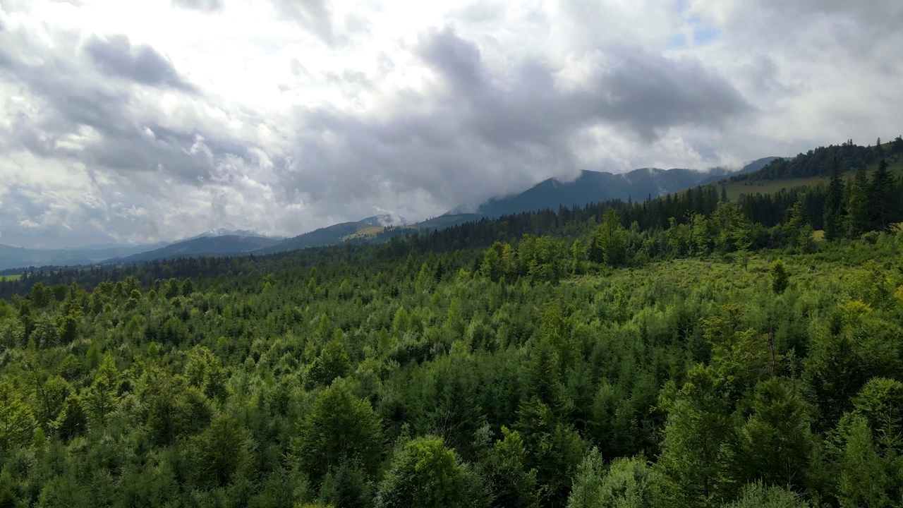 山区森林，无人机飞行乌克兰喀尔巴阡山脉针叶树景观全景视频素材