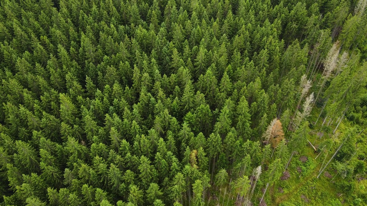 山区森林，无人机飞行乌克兰喀尔巴阡山脉针叶树景观全景视频素材