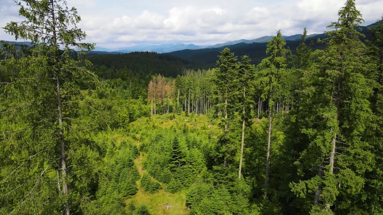 山区森林，无人机飞行乌克兰喀尔巴阡山脉针叶树景观全景视频素材