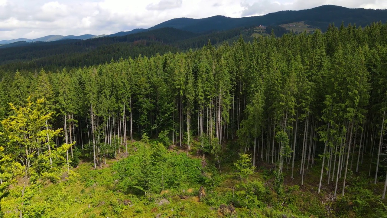 山区森林，无人机飞行乌克兰喀尔巴阡山脉针叶树景观全景视频素材