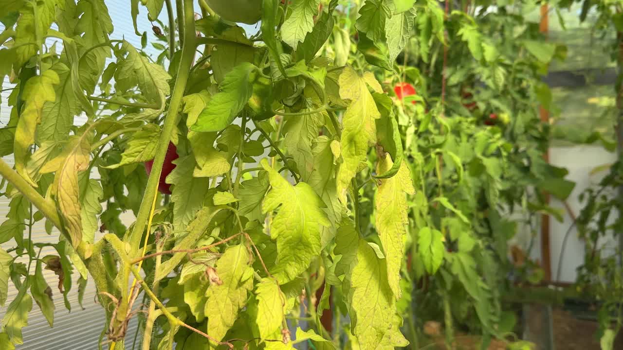 黄色的番茄叶子视频下载