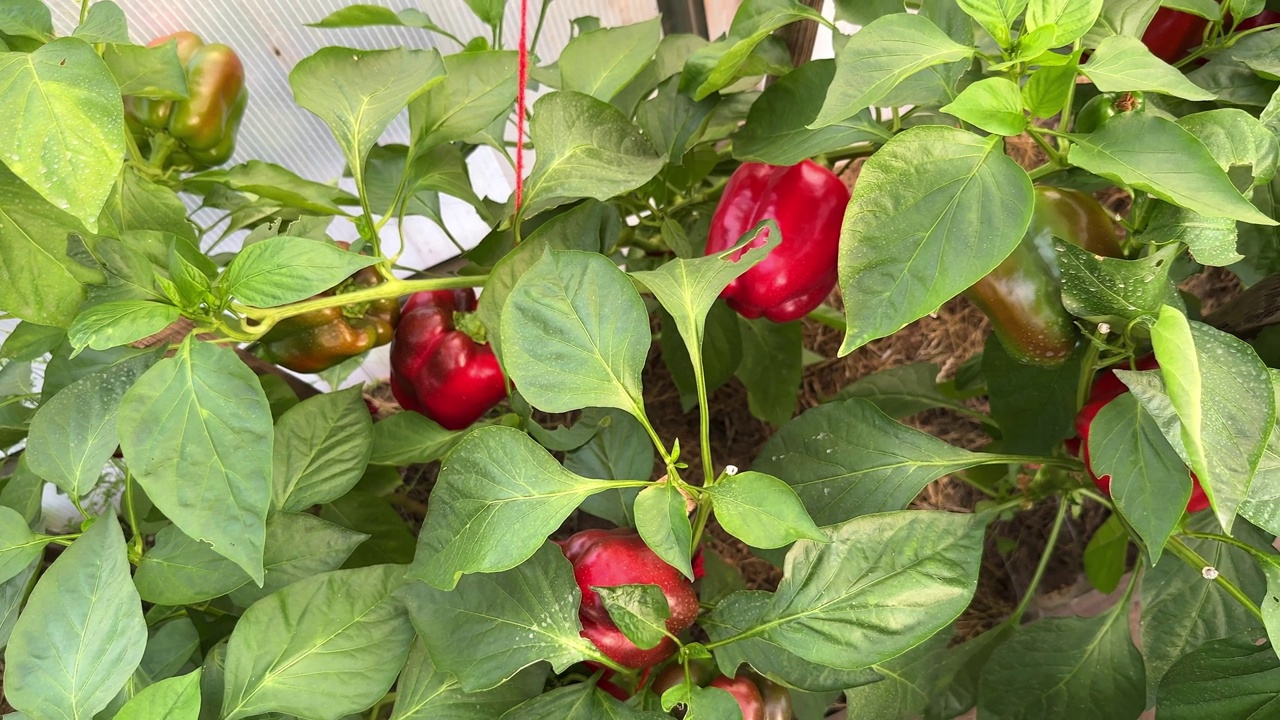 红甜椒或保加利亚甜椒作物俯视图视频下载