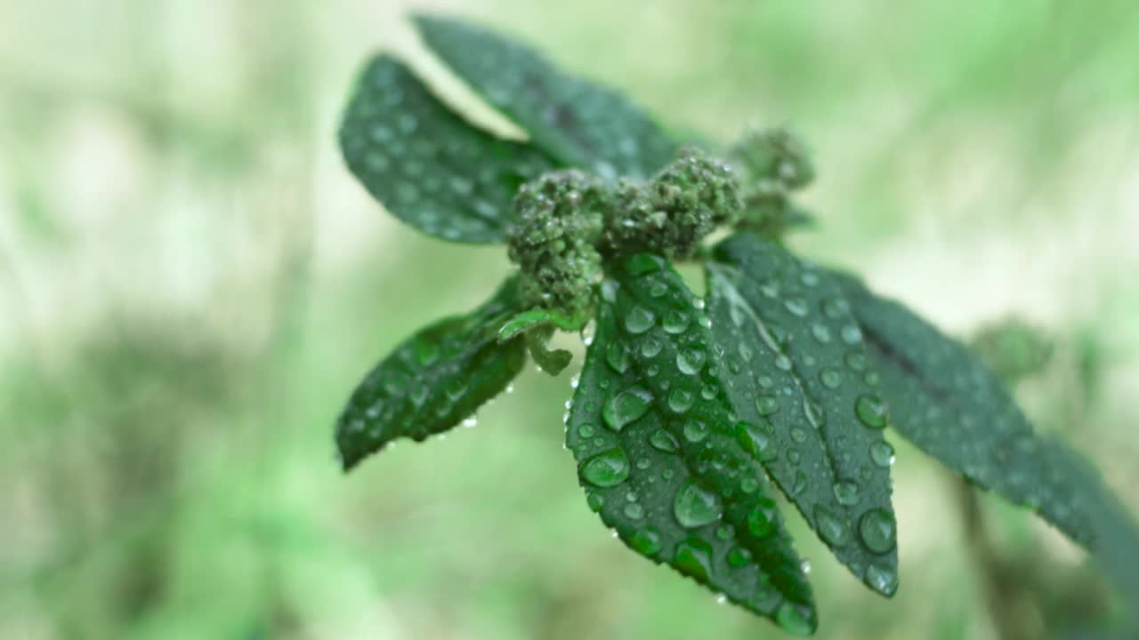 在热带地区生长的植物视频素材