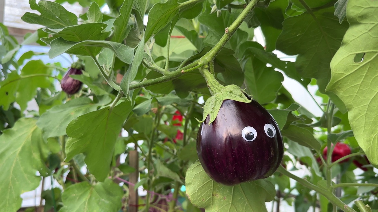 花园里成熟的圆茄子视频下载
