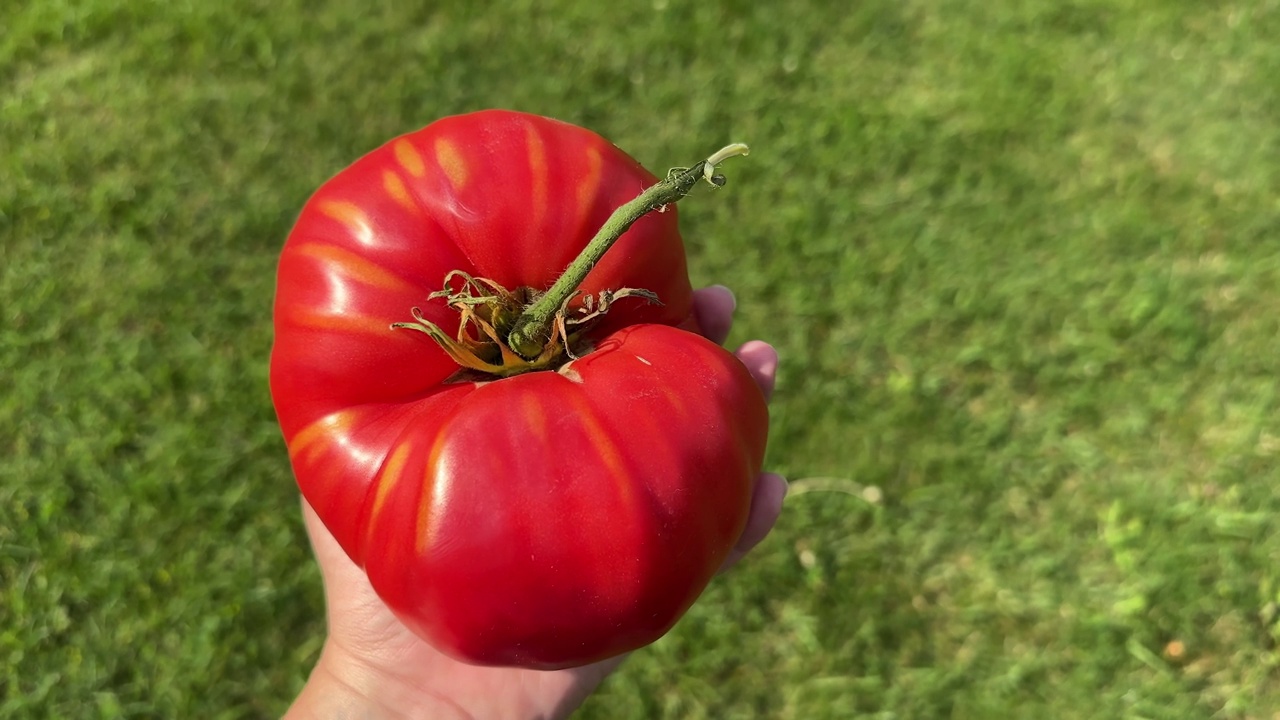 手里拿着巨大的红番茄视频下载