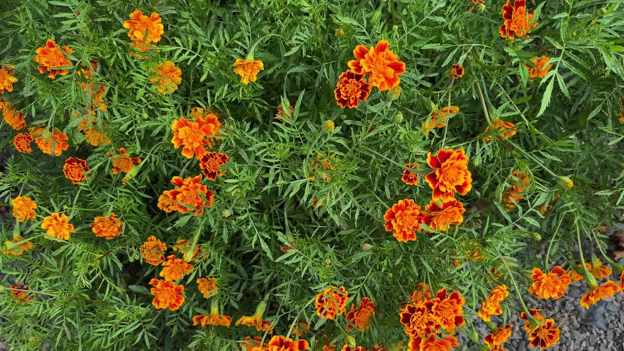 花园里的橙金盏花视频下载