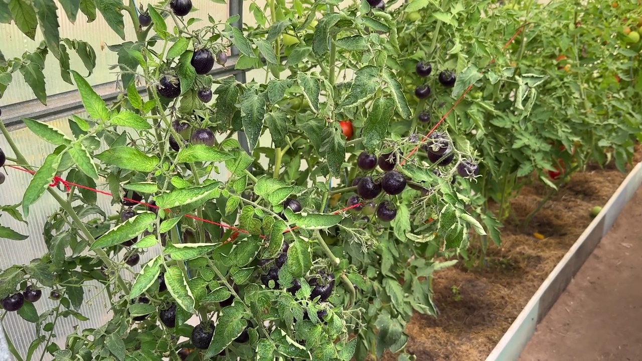 给花园里的番茄植株喷洒喷雾视频下载