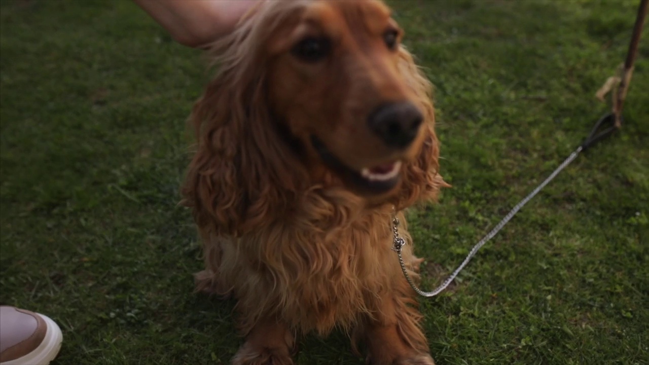 女人抚摸可爱的可卡犬。爱护动物概念视频素材