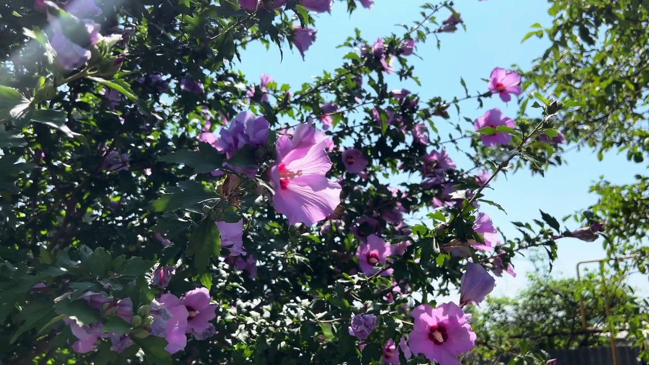 盛开的芙蓉花丛，种在花园里视频素材