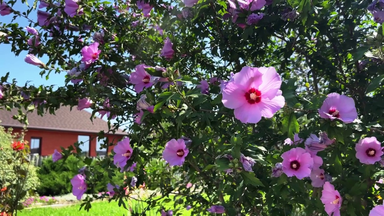 盛开的芙蓉花丛，种在花园里视频素材