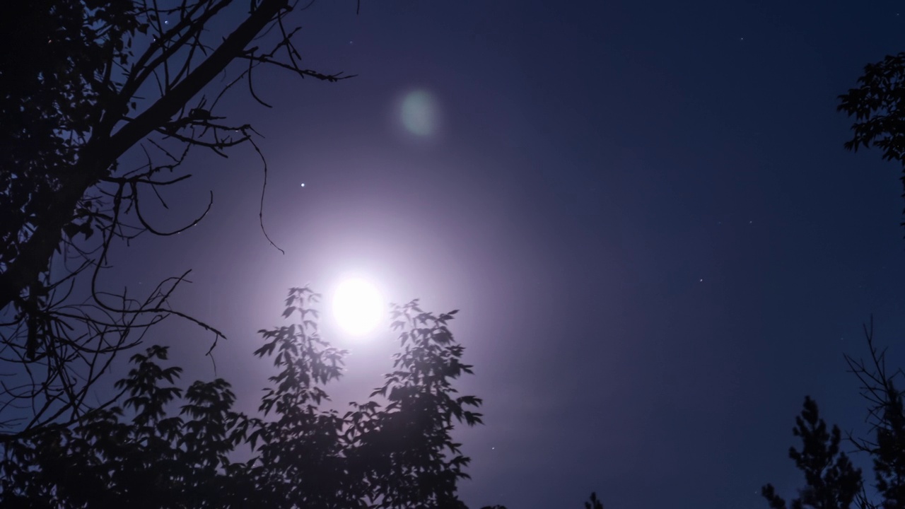 满月在夜空中穿过剪影的树枝视频素材