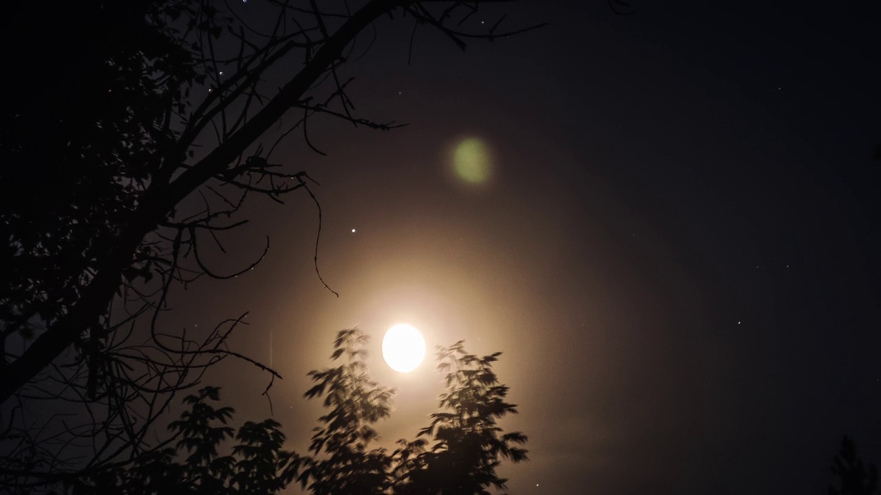 满月在夜空中穿过剪影的树枝视频素材