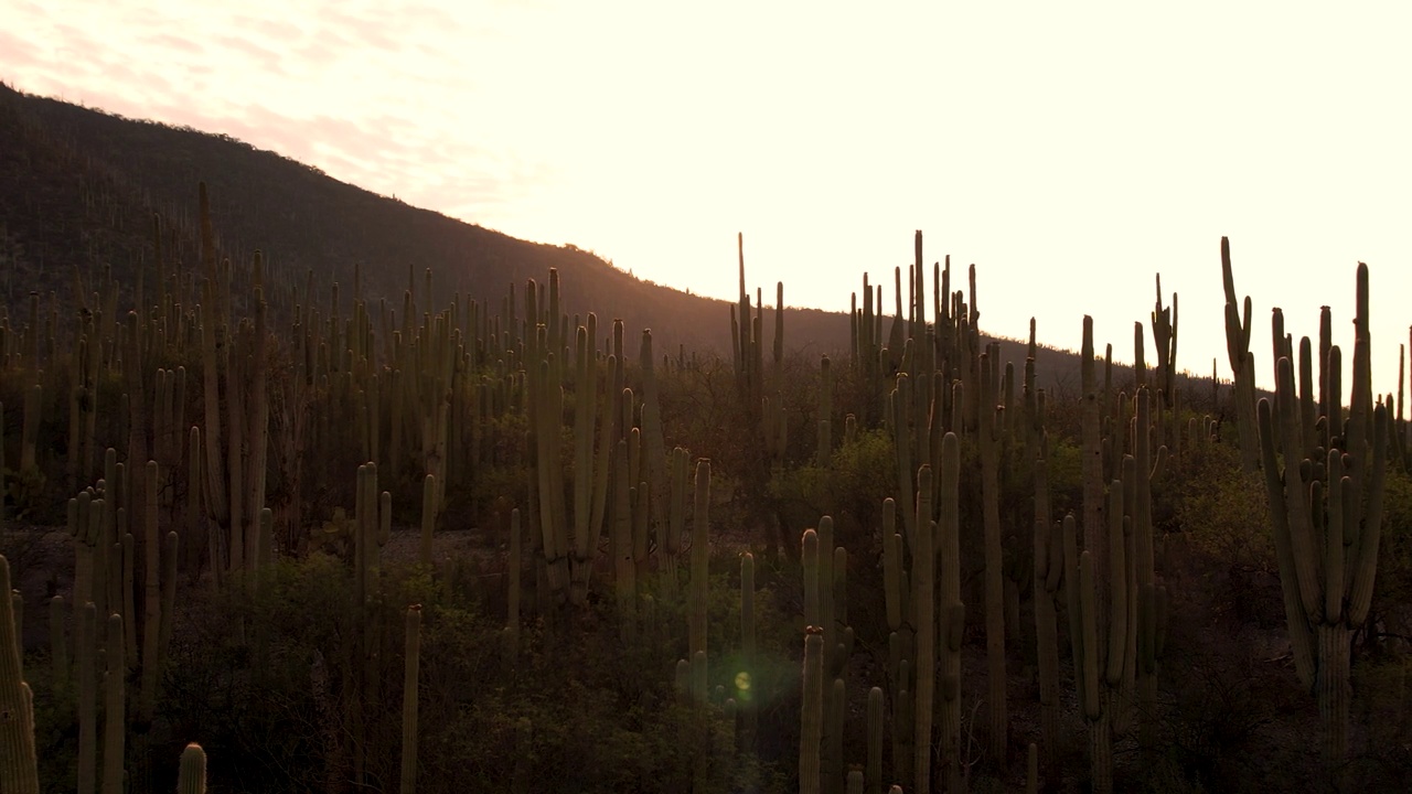 墨西哥沙漠黎明的镜头，Tehuacán m录影带视频素材