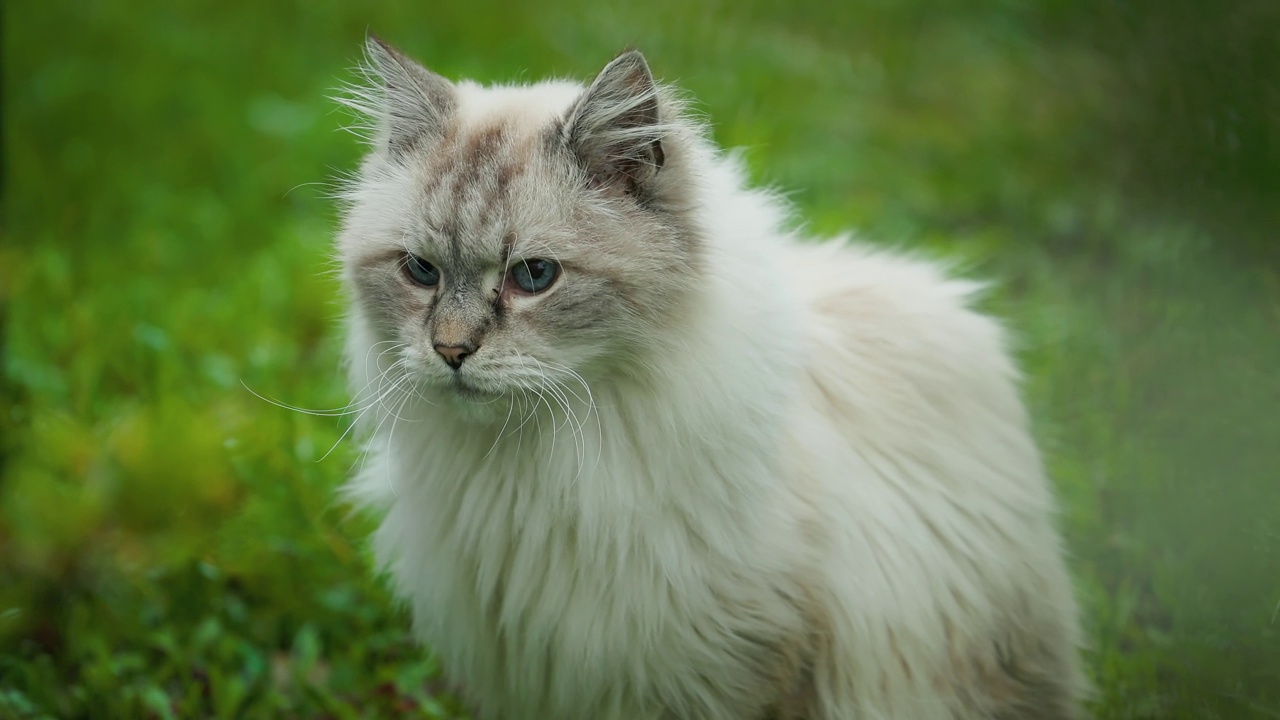 户外乐趣:可爱的猫在绿色的草地上嬉戏视频素材