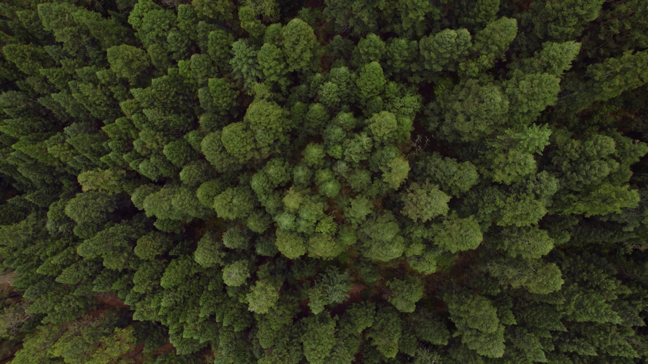 空中拍摄的莫姆萨西科松树林，云杉树视频素材