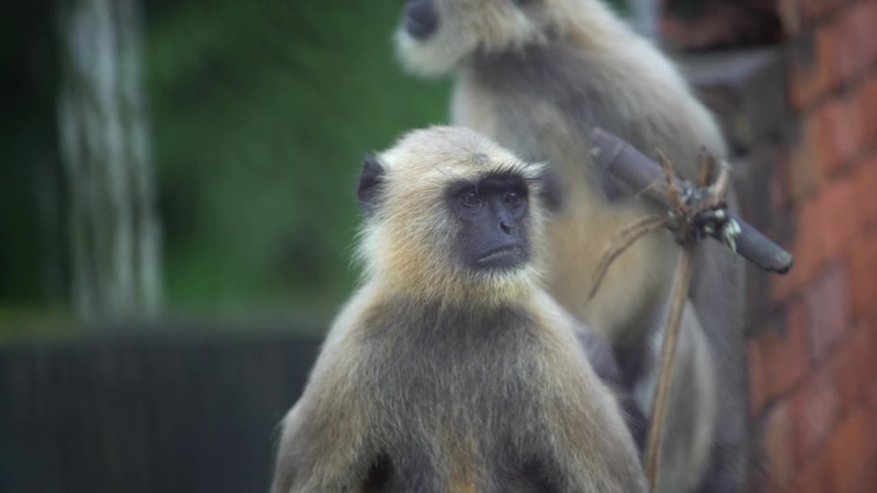 哈努曼或黑脸猴或叶猴坐在墙上。视频素材