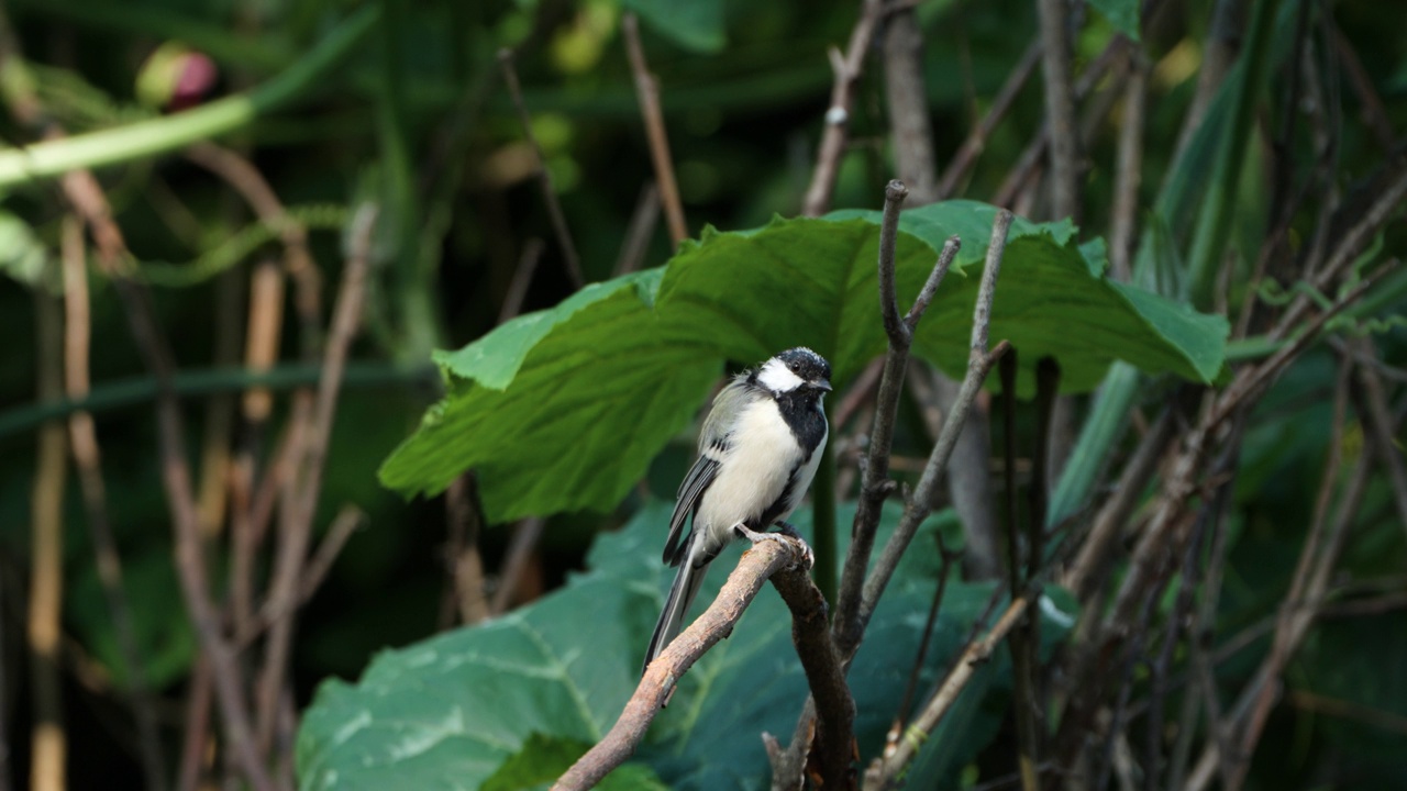 日本山雀(Parus minor)鸟平衡栖息在小干树枝在夏天的一天-特写视频素材