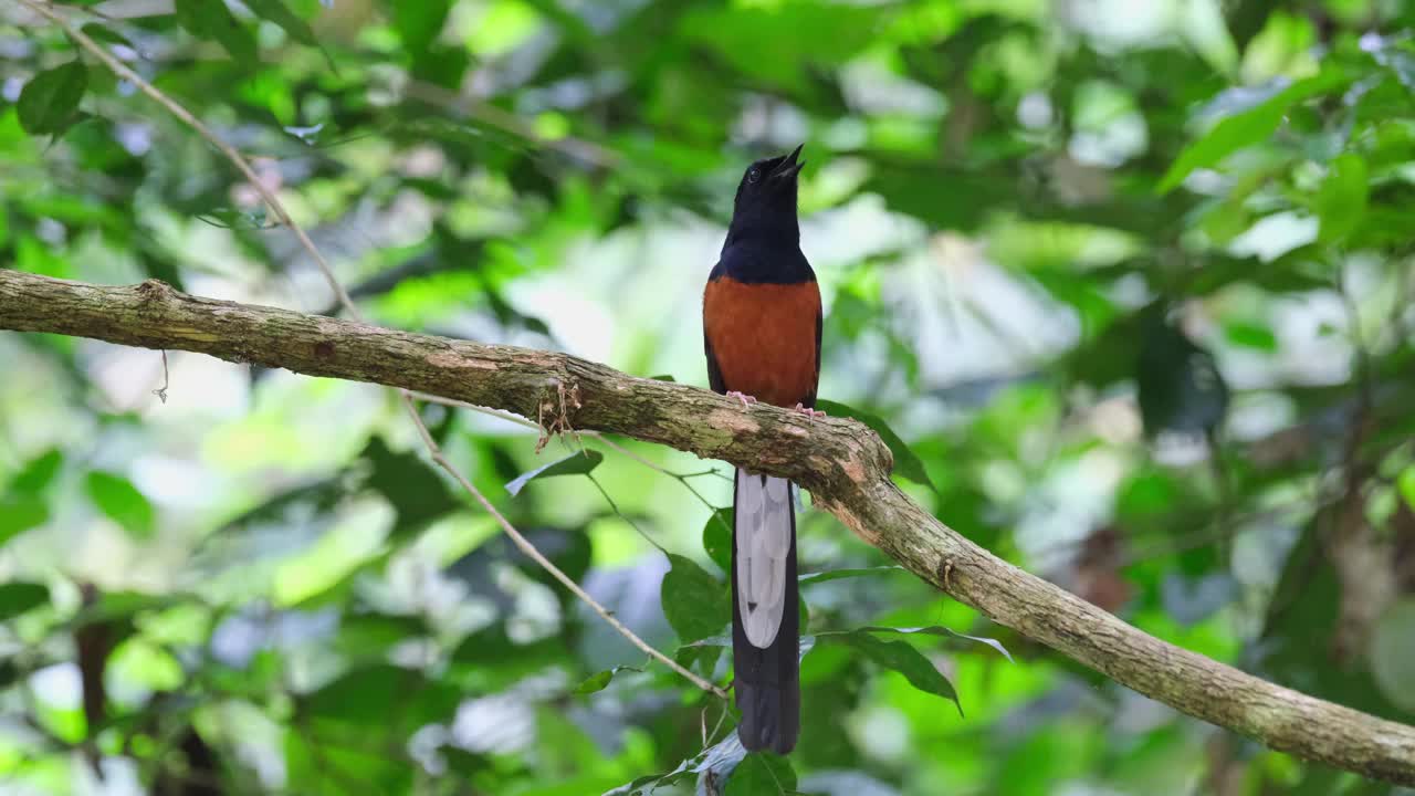 鸣叫和歌唱，好像这是一场音乐会为这只鸟，白臀Shama Copsychus malabaricus，泰国视频素材