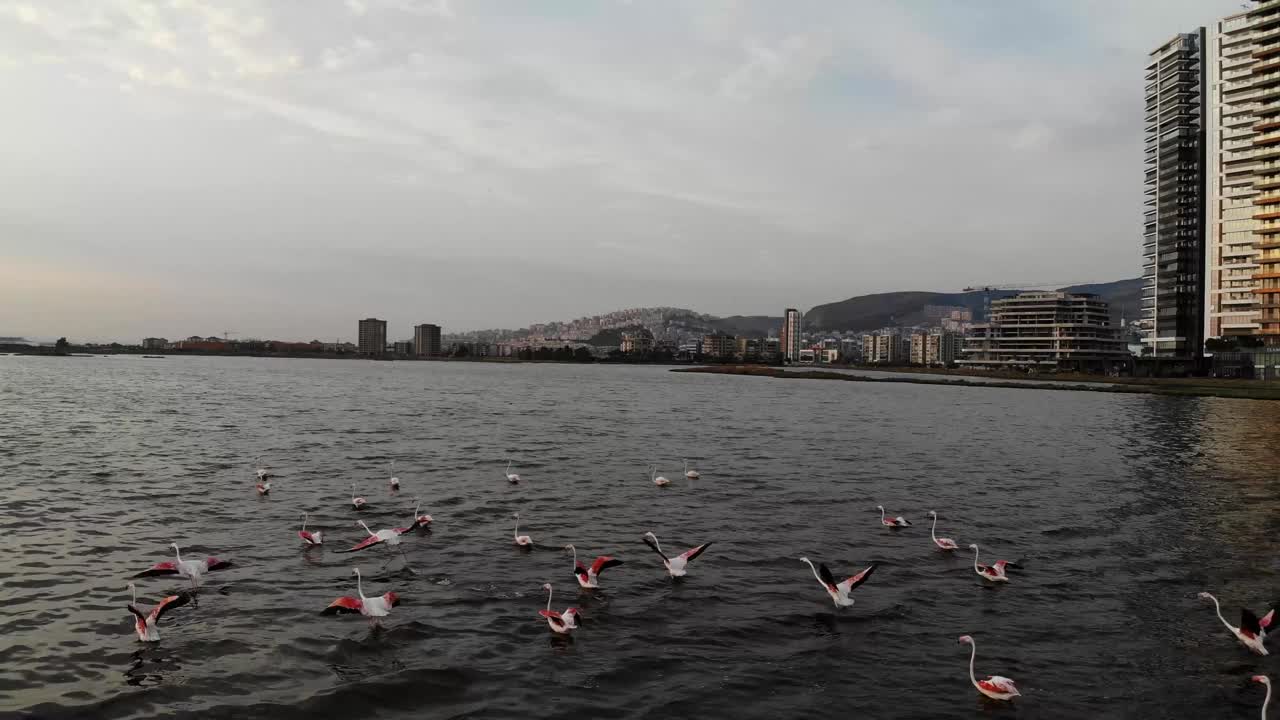 火烈鸟在日落时飞翔视频素材