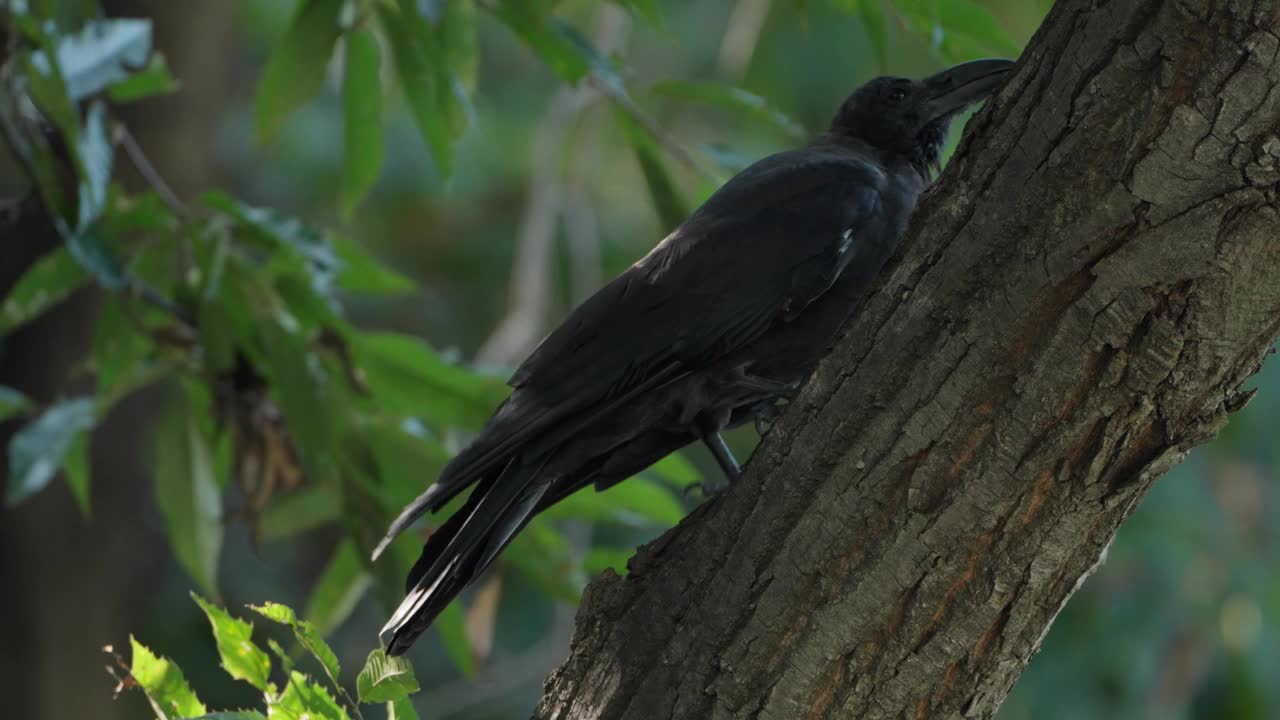 大喙乌鸦(Corvus macrohynchos)或丛林乌鸦鸟的羽毛栖息在森林树干上-特写慢动作视频素材