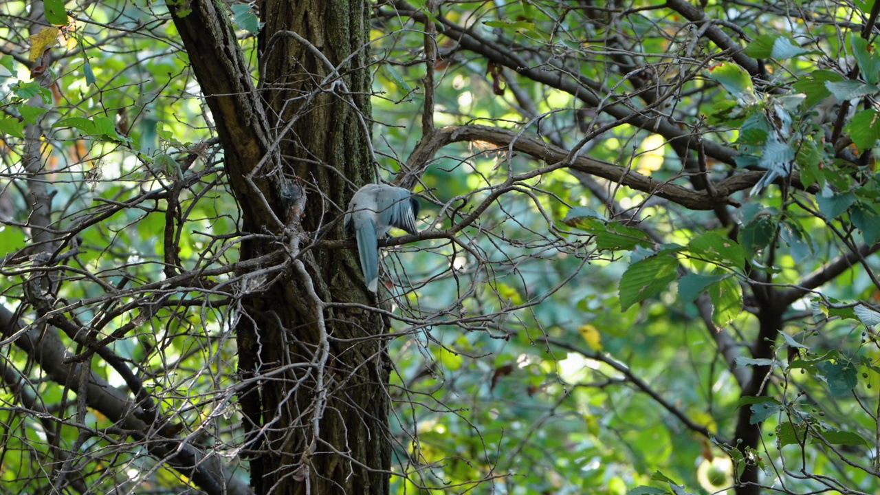 蓝翅喜鹊(Cyanopica cyanus)栖息在夏季森林的树枝上整理或修饰羽毛视频素材