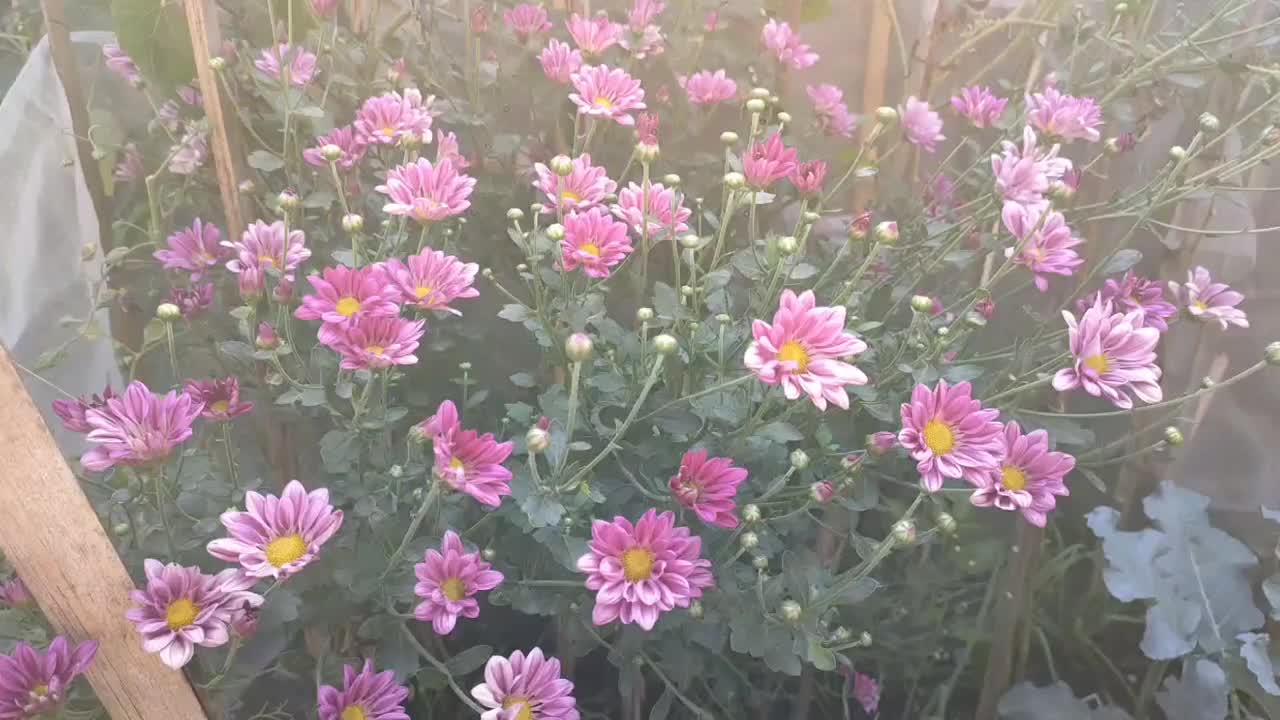 院子里的菊花视频素材