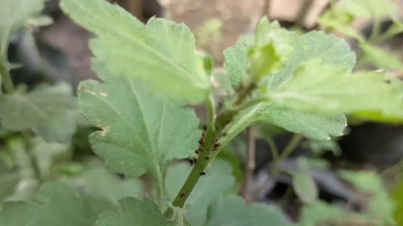 跳蚤粘在菊花的茎上视频素材