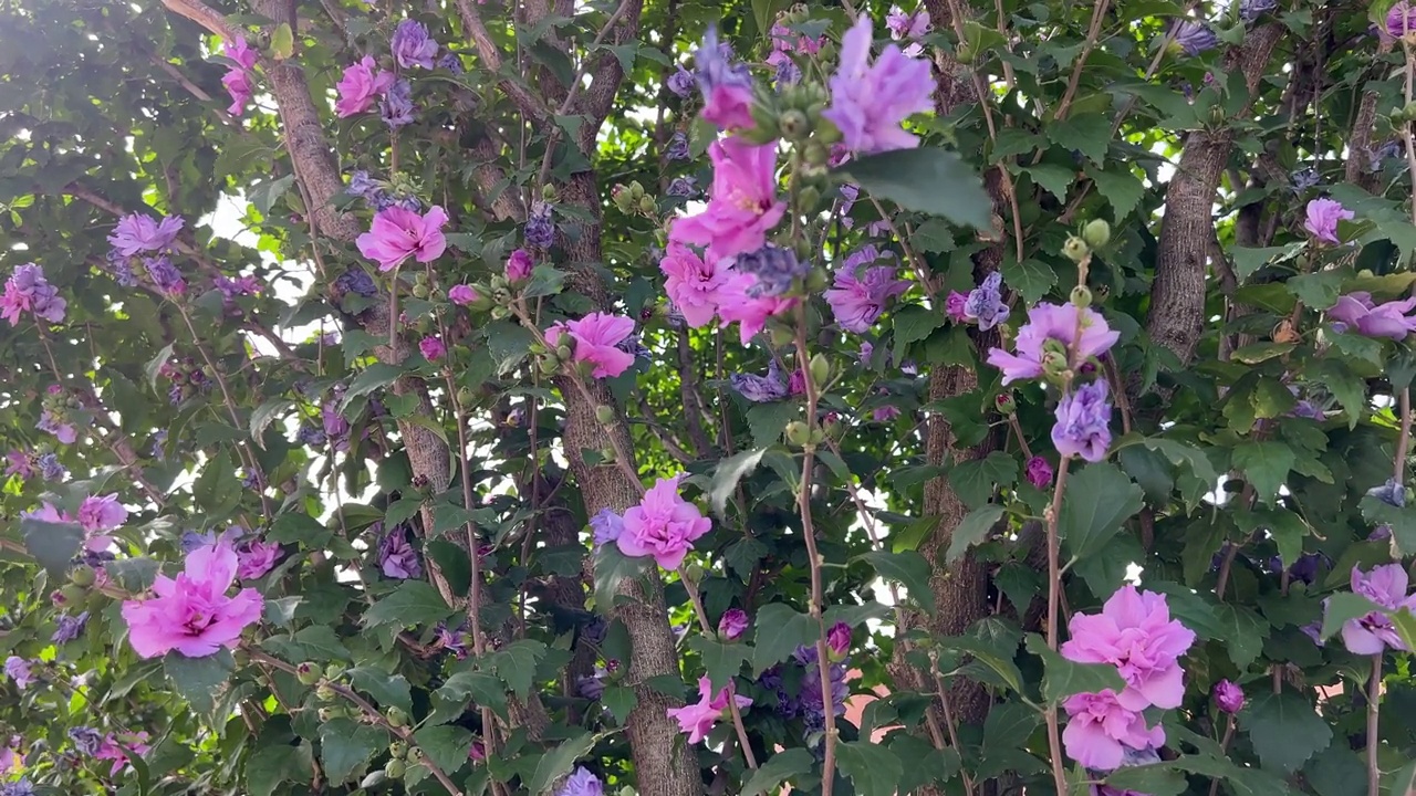 花园里的芙蓉花是粉紫色的。视频素材