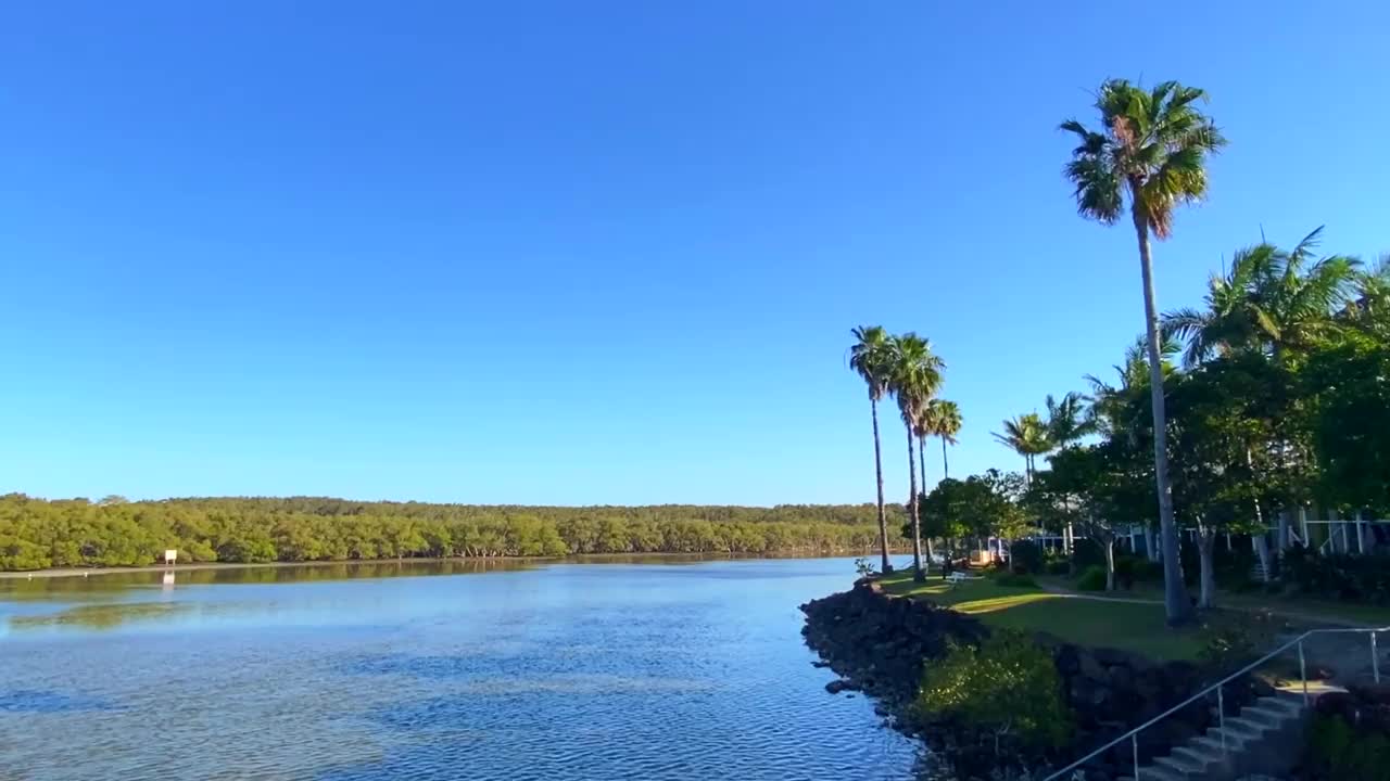 滨江沿岸棕榈树视频下载