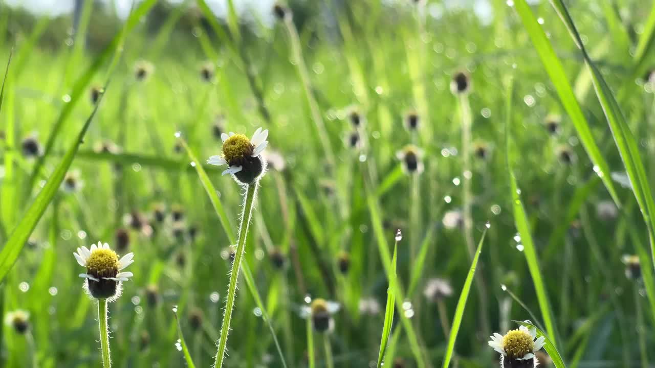 草地上的花视频下载