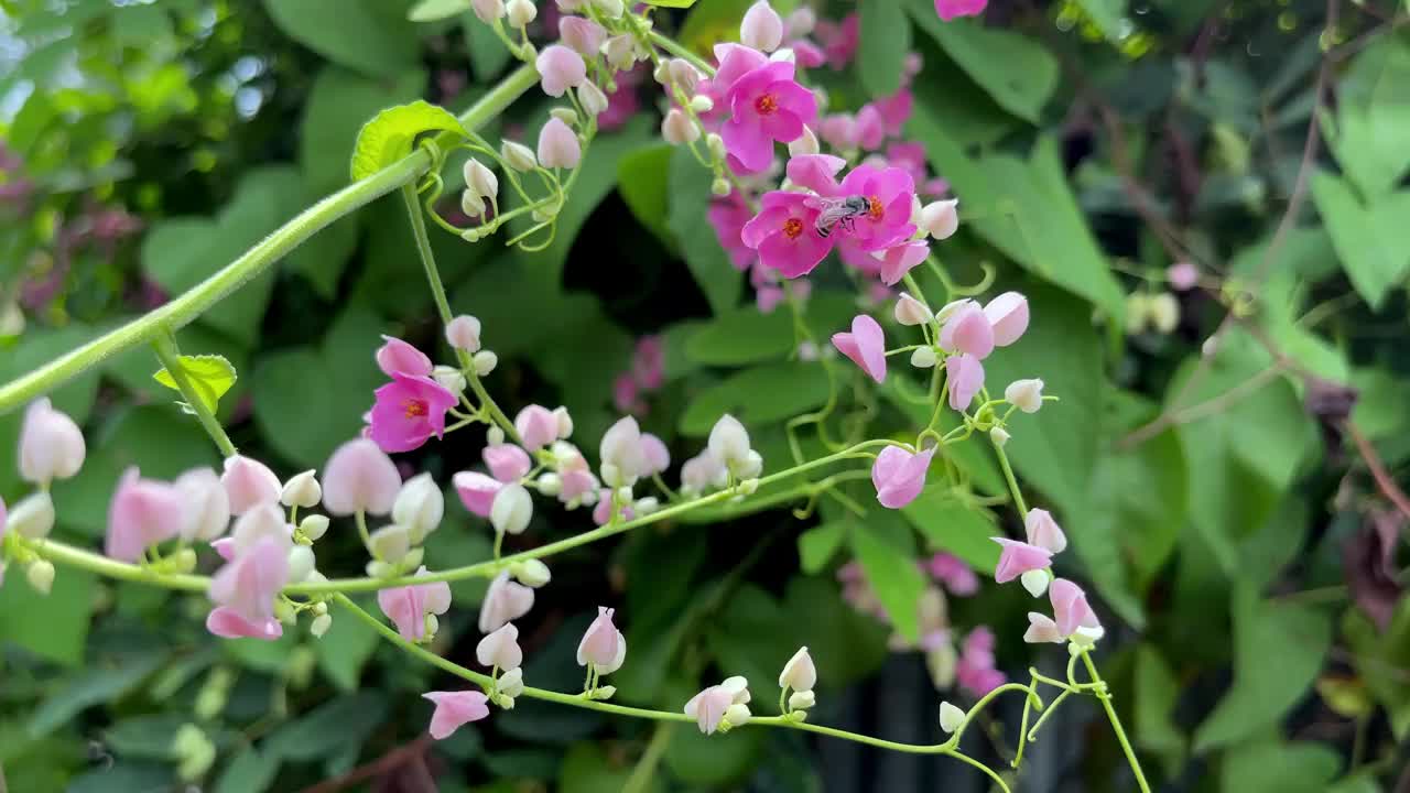 蜜蜂和花视频素材