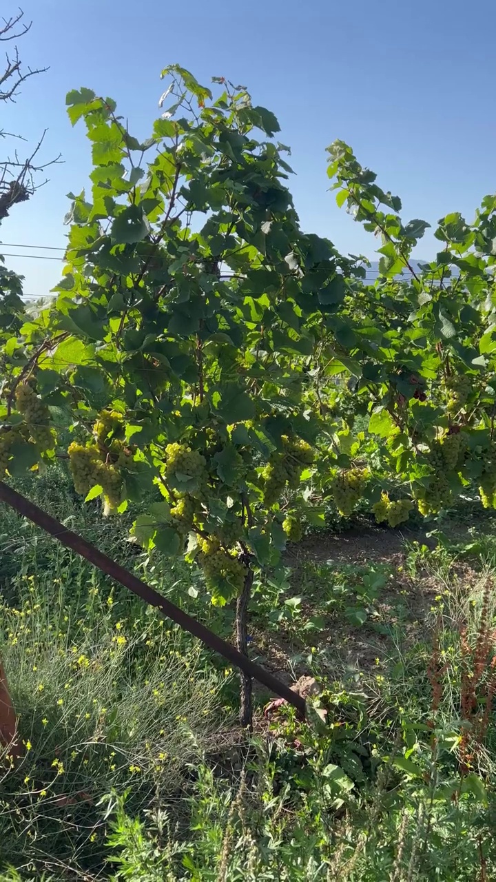 葡萄挂在葡萄藤上生长和成熟的夏季葡萄园视频下载