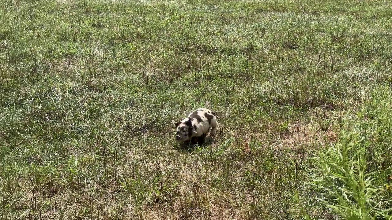 一只黑白斑点的小猪在牧场上跑过牛槽。自由放养Kunekune猪。越来越近，摄像机越来越近视频素材