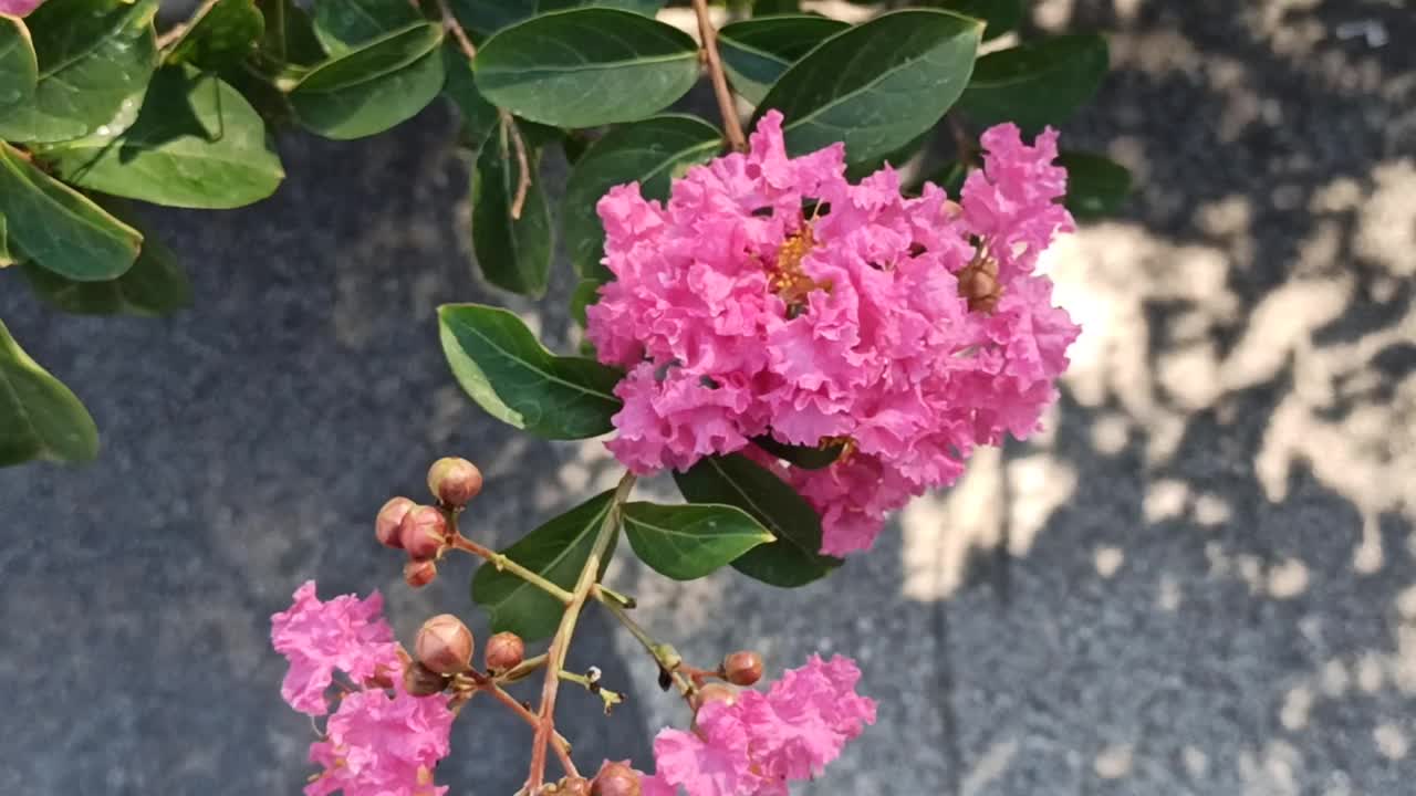 紫薇花视频素材